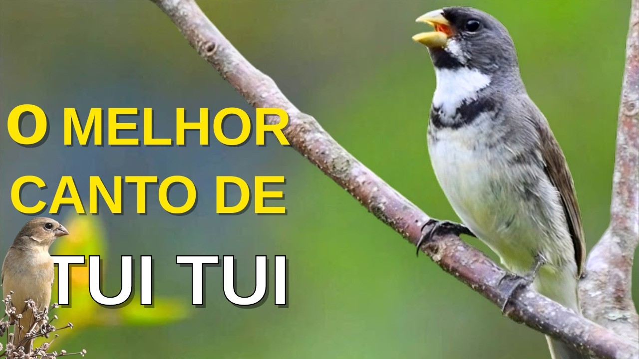 O MELHOR CANTO DE COLEIRO TUI TUI ZEL ZEL POR 10 HORAS