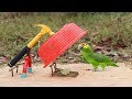 Best Bird Trap Technology | How to Make Bird Trap from Hammer Plier and Plastic Basket