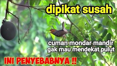 Penyebab Prenjak Susah Dipikat Dan Tidak Mau Mendekat Kepulut