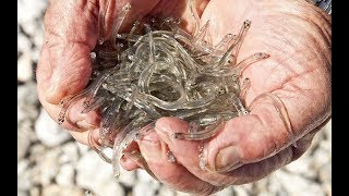 WHITE GOLD : Whitebait