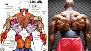 4 تمارين تعريض الظهر في جيم (استهداف جميع زوايا) |back workout