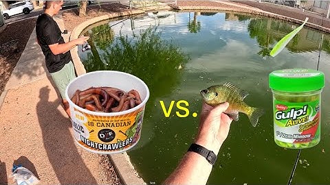 Gulp Alive Minnow vs. Live Worms? What Works Better?