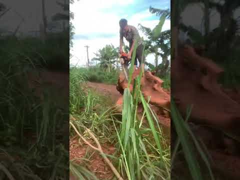 Video Cách làm bàn ghế nghệ thuật bằng gốc cây tập 1 - youtube