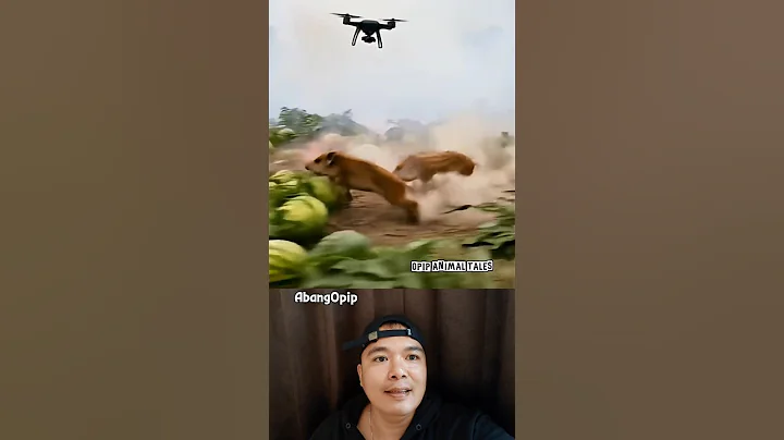 Drone to kill harmful baby pigs #shorts #villagelife #smartfarming #rurallife