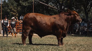 GRAN CAMPEON MACHO MUNDIAL BRANGUS 2023