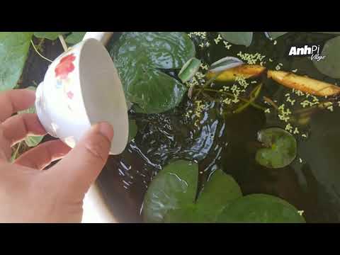 Video Tại sao nuôi cá ngoài trời nước bị xanh | Guppy Diary... - youtube