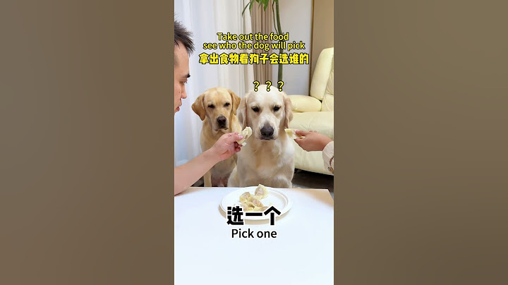 【旺仔很忙🐶wangzai is busy】最后狗子都快急哭了In the end, the dog was on the verge of tears