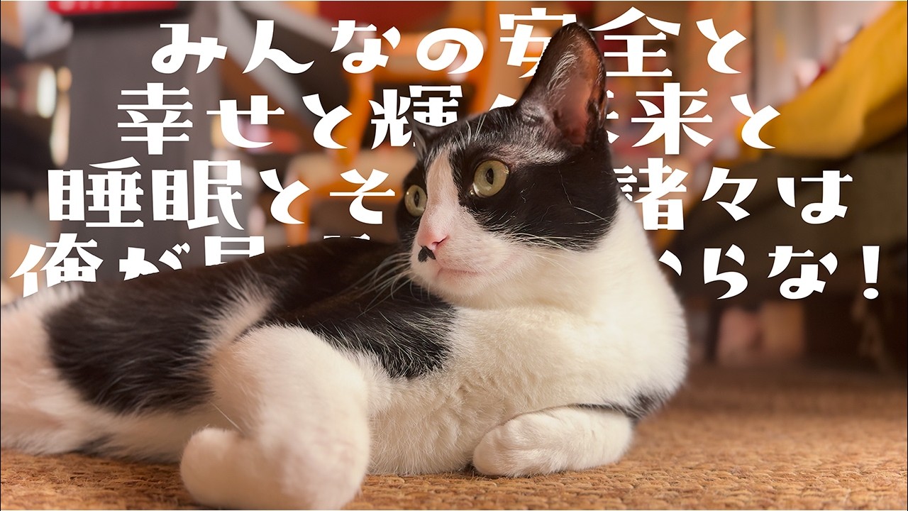 ✪猫猫✪ 368【Reliable Leader Cat】Toto's dignity watching over our home