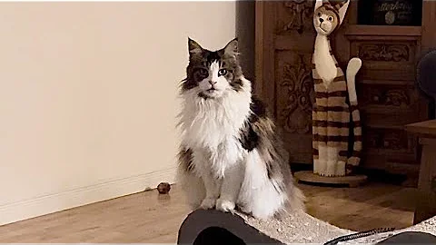 Watch the video about Waiting Fur Breakfast Treat Catio Chat Vlog #mainecoons #catvlogs #polydactylcat #catvlog