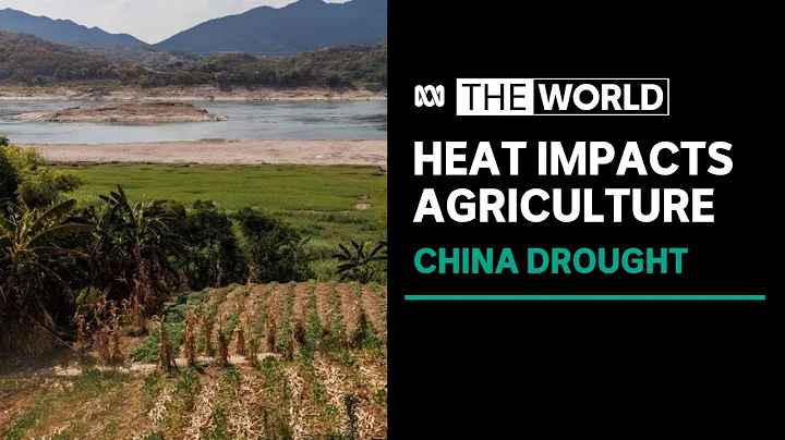 China heatwave, drought affecting large swathes of farmland and crops | The World - DayDayNews