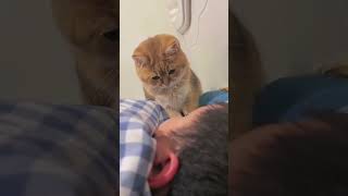 cat watching sleeping .. #catvideos #reaction #fun #pets #comedy #shaababies #funny #catcomedy