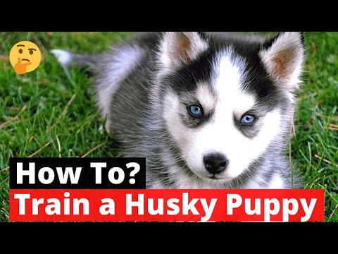 Video: Hoe te trainen en te zorgen voor een nieuwe Siberische Husky Puppy