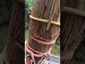【断幹作業】 #アーボプラス #特殊伐採 #chainsaw #林業 #京都