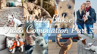 Life with A Westie - 3 Months Bakse Is Getting Smarter & First Time Outside