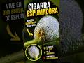 Vive Dentro de una Burbuja de Espuma 🫧 #Insectos #Ciencia #Curiosidades #Animales #Documental