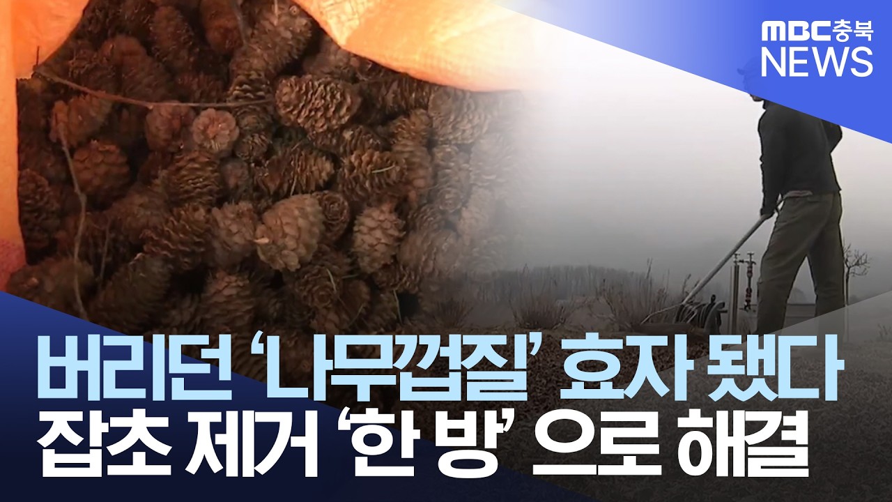 버려지던 나무껍질의 변신.. 