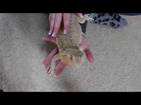 How to Correctly Hold a Bearded Dragon