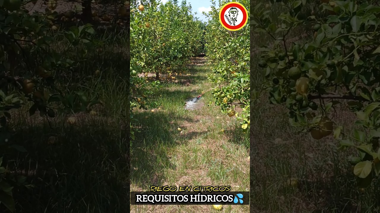 ¿CUÁNDO REGAR Cultivos CÍTRICOS? Factores Clave en Riego de Naranjos y Limoneros by mixim89