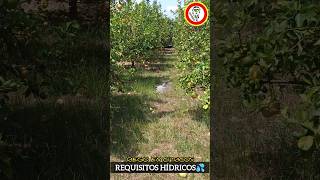 ¿CUÁNDO REGAR Cultivos CÍTRICOS? Factores Clave en Riego de Naranjos y Limoneros by mixim89