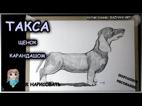 Как нарисовать собаку породы ТАКСА карандашом. Пошаговый урок.