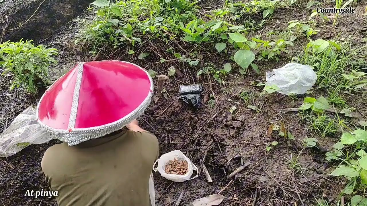 Pag tatanim ng mga prutas | At pinya 