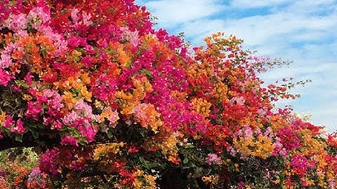 VƯỜN HOA GIẤY NGỦ SẮC CỦA ĐẠI GIA ĐÀ LẠT