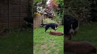 Bernese Mountain Dog is desperate to get his friend to play with him #shorts