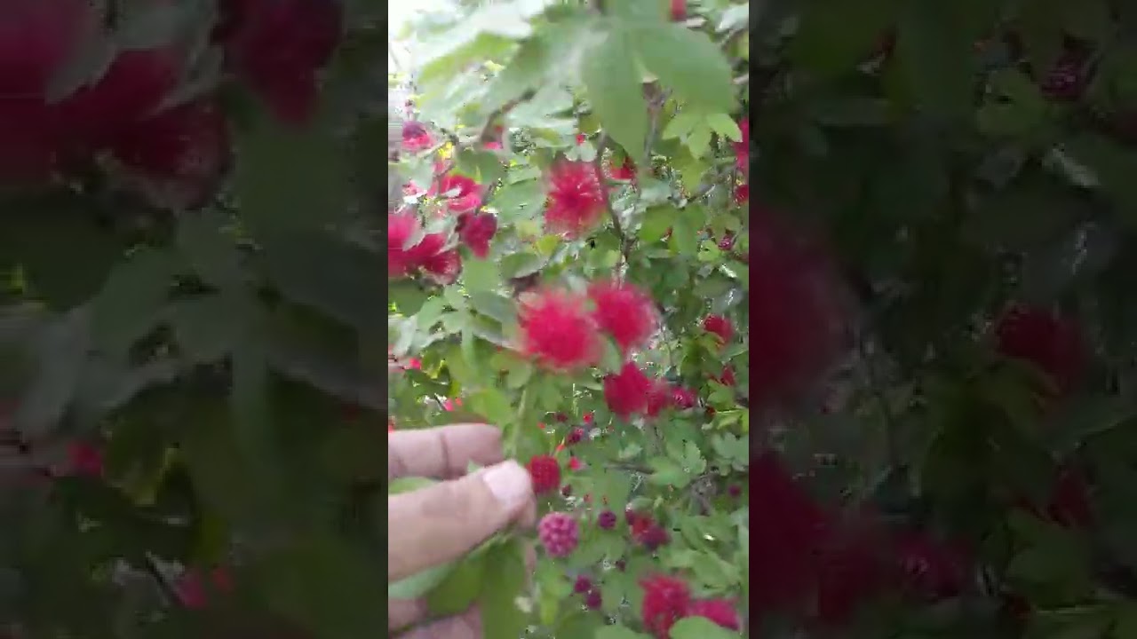 Calliandra on Flowering - Calliandra tergemina var. emarginata - Red Powder Puff - Brigadier Ka Bagh