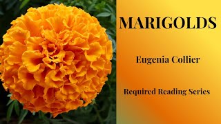 Famous MARIGOLDS | Eugenia Collier | READING | Summary | Analysis Profile