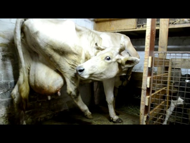 Проблемы после отела. Профилактика пареза. Problems after calving.