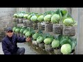 Dream cabbage garden growing using just plastic bottles super easy and economical