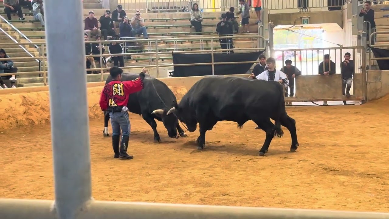沖縄県うるま市で観光闘牛