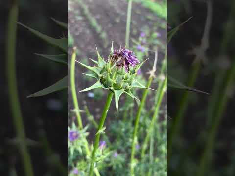 Milk Thistle—grow and use for food and medicine.