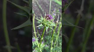 Milk Thistle—grow and use for food and medicine.
