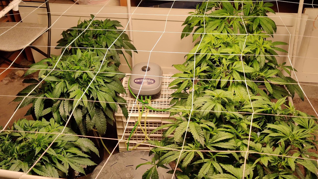 RDWC - Scrogging Indica vs. Sativa