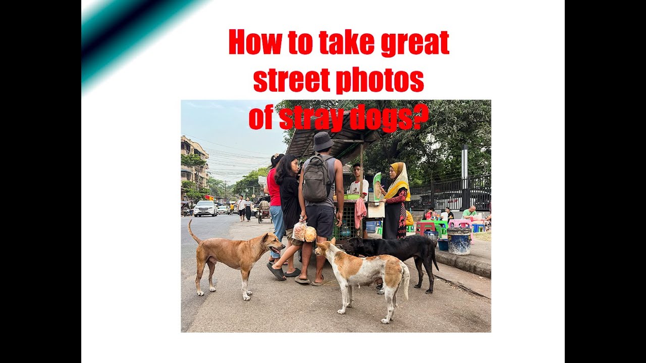 PHOTOGRAPHY TIPS. How to take great street photos of stray dogs?
