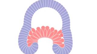 Simulated gastrulation in the the sea anemone Nematostella vectensis
