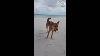 Wild Dingo Encounter at Wathumba Creek, Fraser Island, Australia