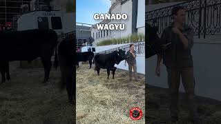 Raza de ganado WAGYU produce la carne más cara del mundo #feedlot #ganaderia #toros #agropecuario