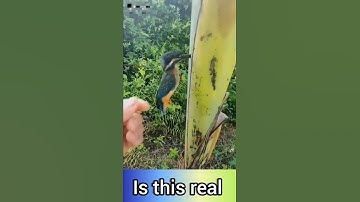 Smallest Bird of the world | This bird was very intelligent  #hummingbird #WorlldSmallestBird #short