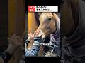 馬の鼻にある「謎のポケット」が温かすぎる🐴