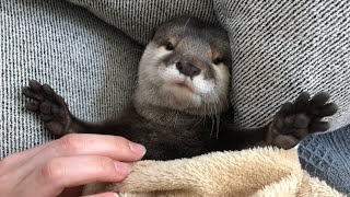 Otter Sakura introducing a room