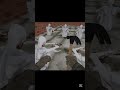 Game name : Garry's mod #shorts