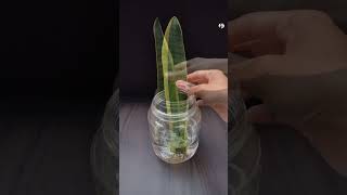 Propagate snake plant from cutting #shorts #snake #plants #garden