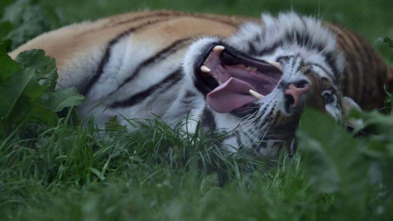 Jedinečný příběh záchrany ZOO Tábor