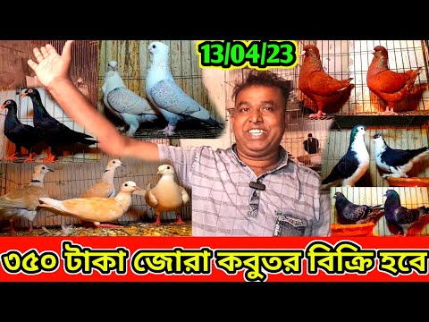 কবুতর ৩৫০ টাকা জোরা | ঘুঘু কিনলে খাঁচা ফ্রী !! একেবারে সস্তায় ফেন্সি কবুতর বিক্রি হবে