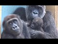 母ゲンキは息子よりも飼育員を信頼してた❓⭐️ゴリラGorilla【京都市動物園】Genki trusted the zookeeper more than her son Gentaro❓