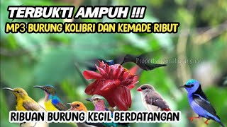 Download Lagu SUARA PIKAT BURUNG KECIL PALING AMPUH‼️KOMBINASI SUARA SOGON DAN KEMADE MP3