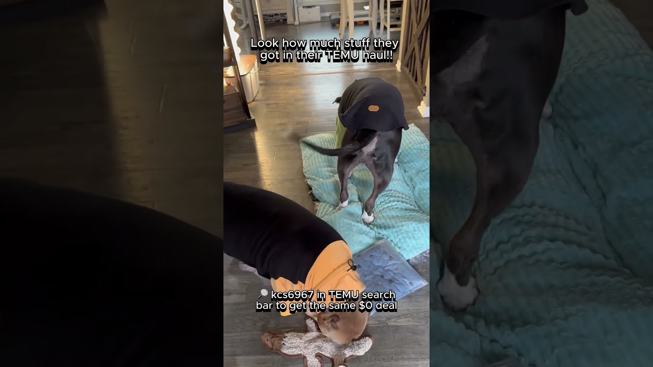 Hunk & Peach got their 1st $0 Temu haul! Type: kcs6967 