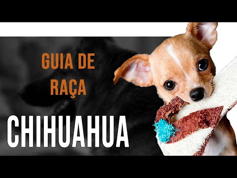 Vídeo: Chihuahuas: cuidado e manutenção da menor e mais antiga raça de cães